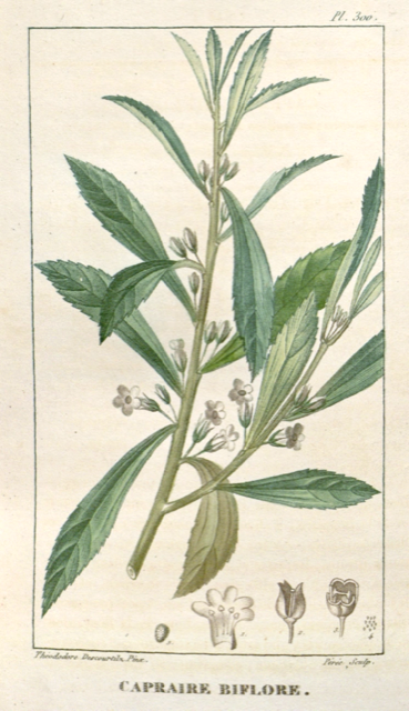 Ilustración botánica de Capraria biflora