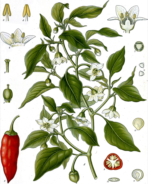 Ilustración botánica de Capsicum annuum