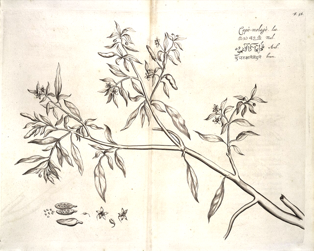 Ilustración botánica de Capsicum frutescens