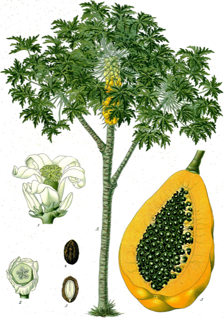 Ilustración botánica de Carica papaya