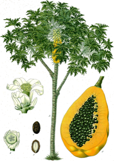 Ilustración botánica de Papaya