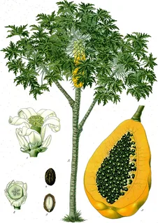 Ilustración de Papaya