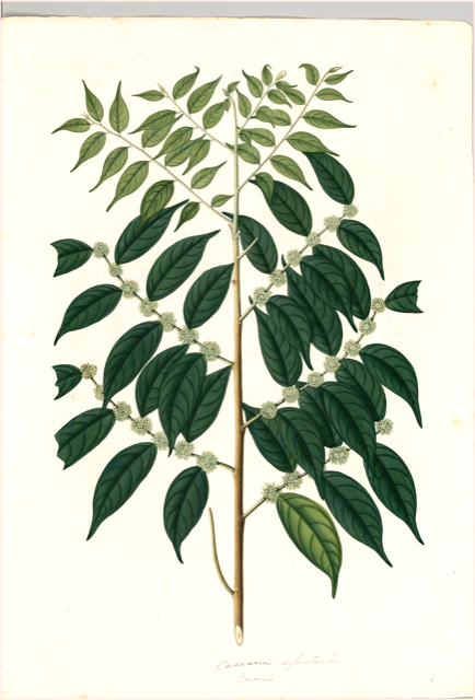 Ilustración botánica de Casearia sylvestris
