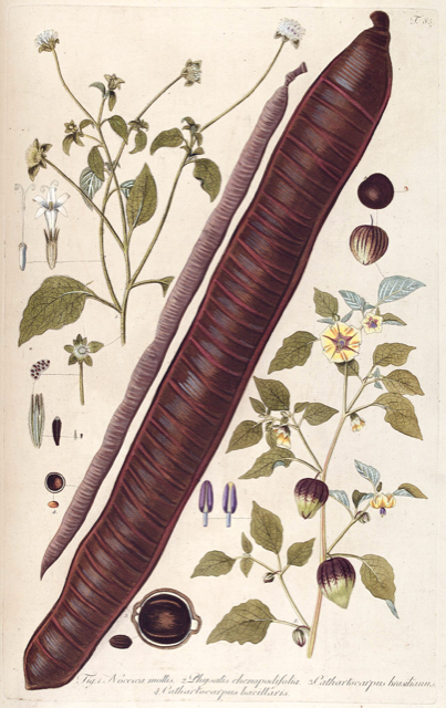 Ilustración botánica de Cassia grandis