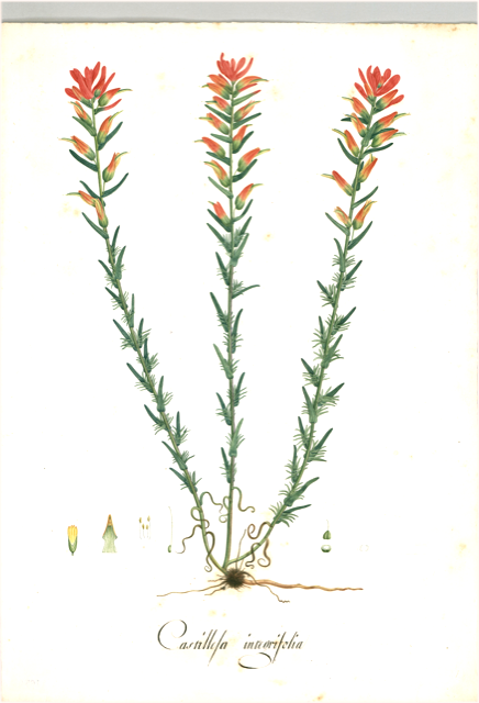 Ilustración botánica de Castilleja fissifolia