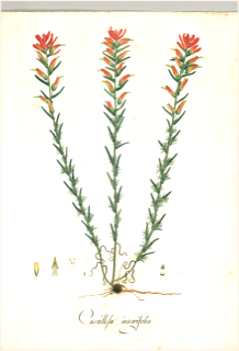 Ilustración botánica de Castilleja fissifolia