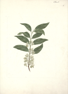 Catha edulis