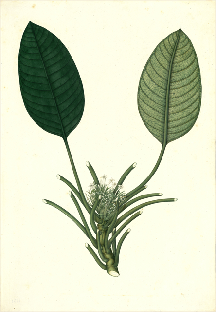 Ilustración botánica de Cecropia obtusifolia