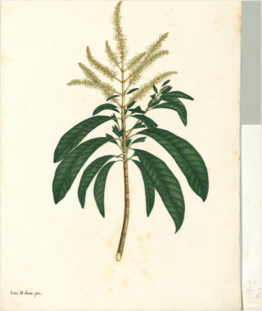 Ilustración botánica de Cedrela odorata