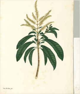Ilustración de Cedro