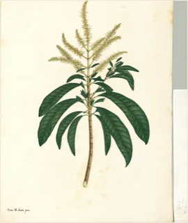 Ilustración botánica de Cedro