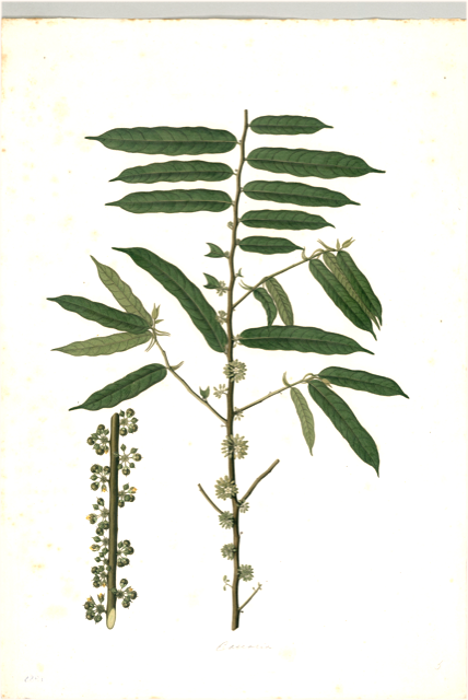 Ilustración botánica de Cedrelinga cateniformis
