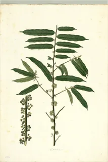 Ilustración botánica de Tornillo