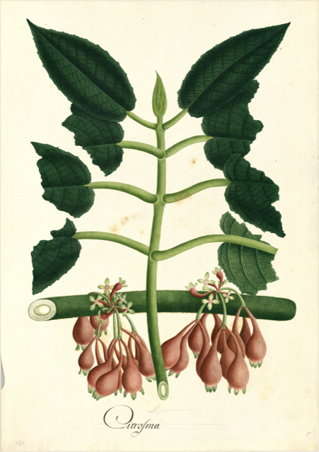 Ilustración botánica de Ceiba pentandra