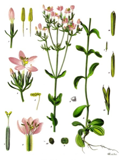 Centaurium erythraea