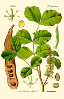 Ilustración botánica de Ceratonia