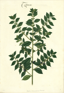 Hierba hedionda