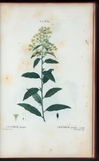 Ilustración botánica de Palqui