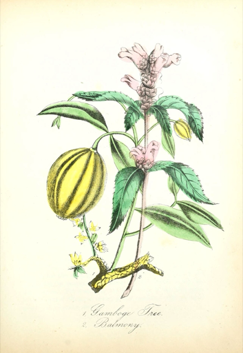 Ilustración botánica de Chelone glabra