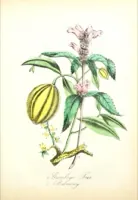 Ilustración botánica de Chelone glabra