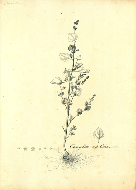 Ilustración botánica de Chenopodium album