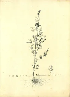 Ilustración de Quelite cenizo