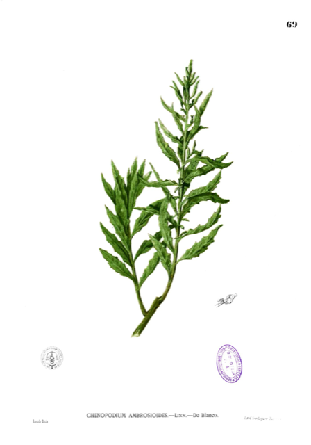 Ilustración botánica de Chenopodium ambrosioides