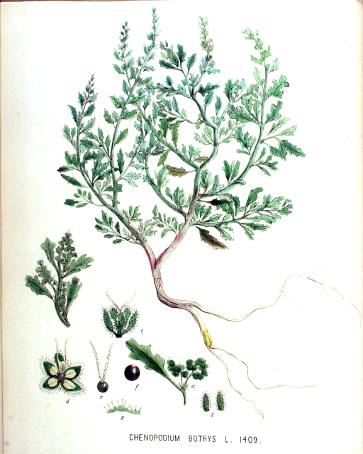 Ilustración botánica de Chenopodium nuttalliae