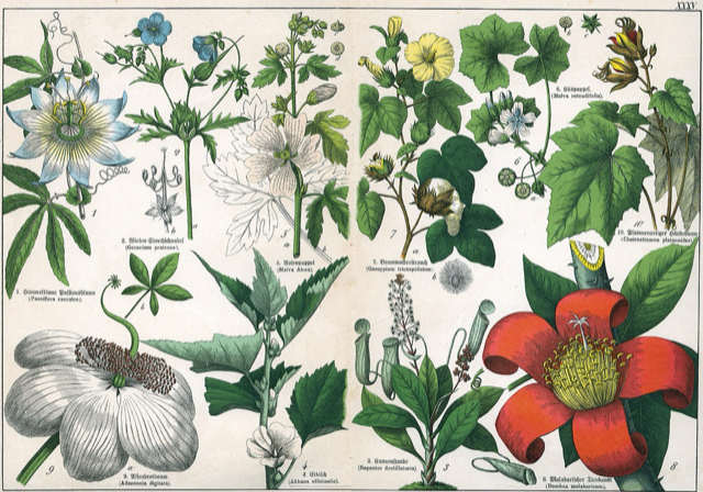 Ilustración botánica de Chiranthodendron pentadactylon