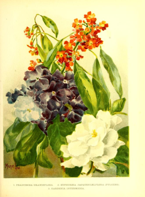 Ilustración botánica de Brunfelsia grandiflora
