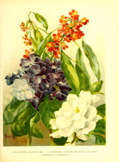 Ilustración de Chiric sanango
