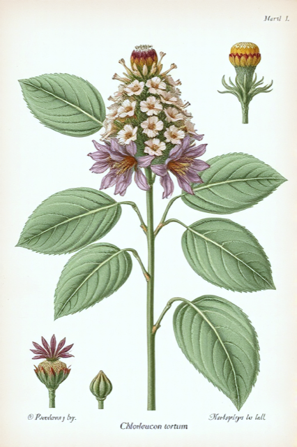 Ilustración botánica de Chloroleucon tortum
