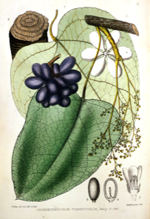 Ilustración botánica de Curare
