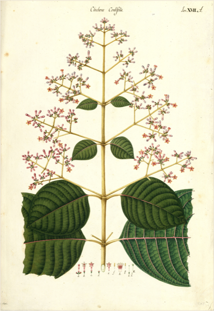 Ilustración botánica de Cinchona cordifolia