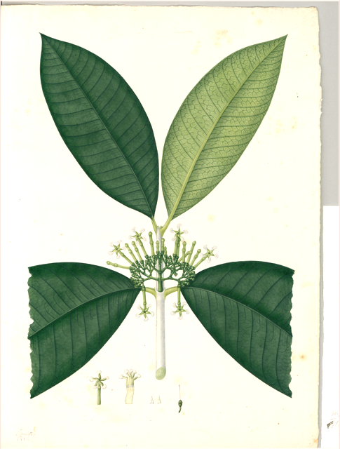 Ilustración botánica de Cinchona glandulifera
