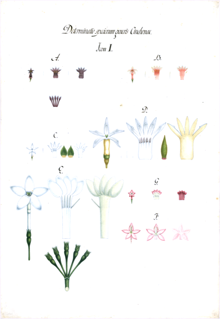 Ilustración botánica de Cinchona lancifolia
