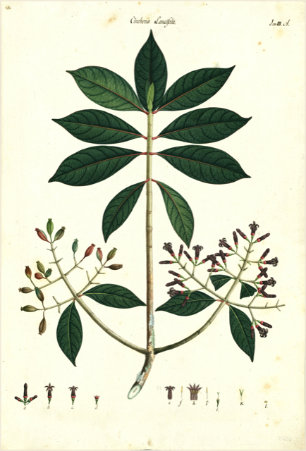 Ilustración botánica de Cinchona nitida