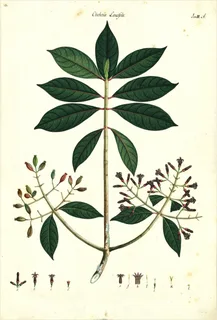 Ilustración botánica de Cinchona nitida