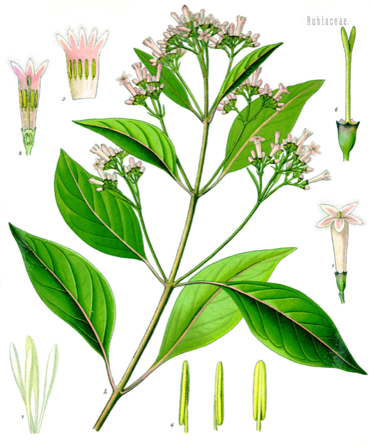 Ilustración botánica de Cinchona officinalis