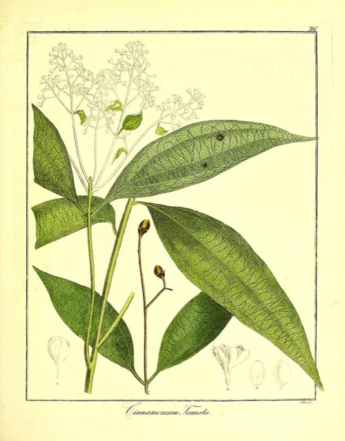 Ilustración botánica de Cinnamomum tamala