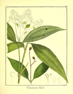 Cinnamomum tamala
