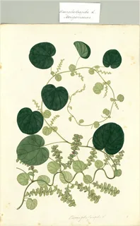 Ilustración botánica de Cissampelos glaberrima