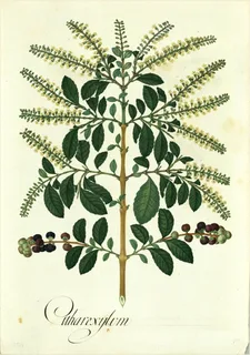 Ilustración botánica de Citharexylum kunthianum