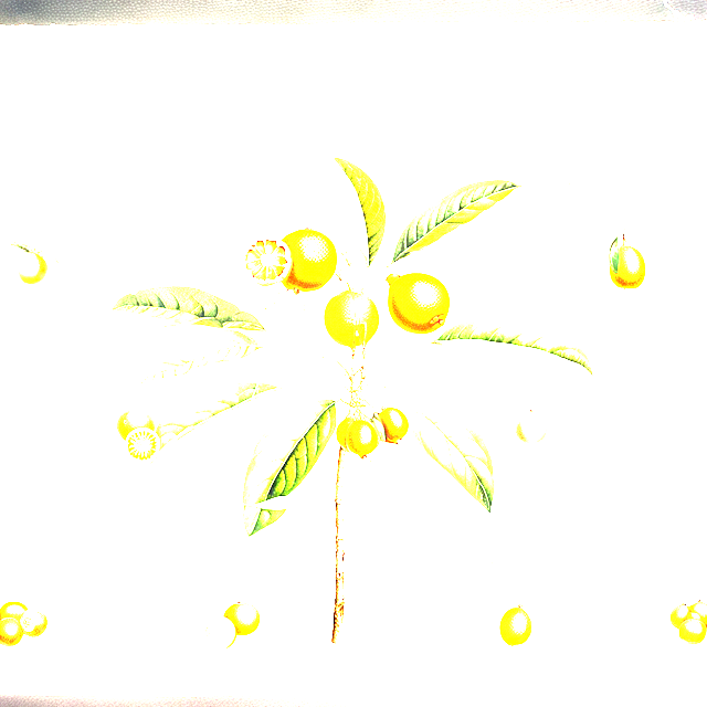 Ilustración botánica de Citrus reticulata