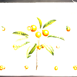 Mandarina