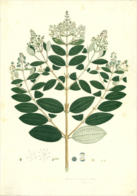 Ilustración botánica de Clidemia hirta