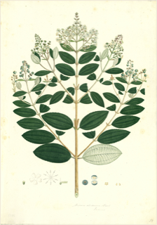 Ilustración botánica de Mortiño