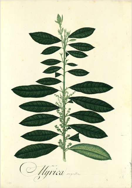 Ilustración botánica de Clusia rosea