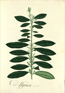 Ilustración botánica de Copey