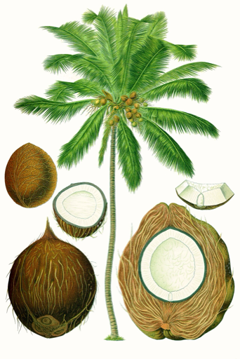 Ilustración botánica de Cocos nucifera